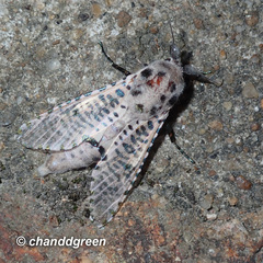 Polyphagozerra coffeae