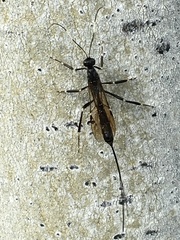 Xorides stigmapterus