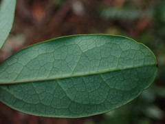Akebia