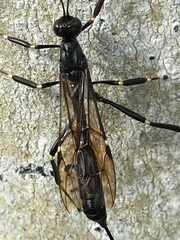 Xorides stigmapterus