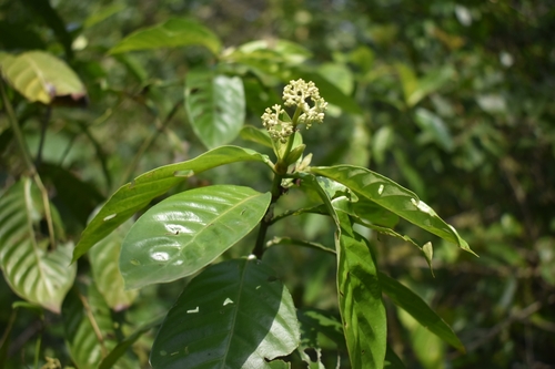 amyruca