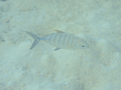 Ferdauia ferdau