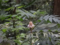 Alpinia sessiliflora