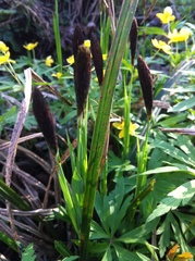 Carex pilosa