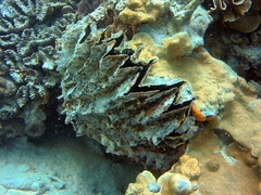 Ostreoidea