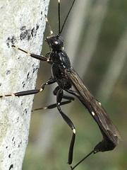 Xorides stigmapterus