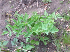 Angelica tomentosa