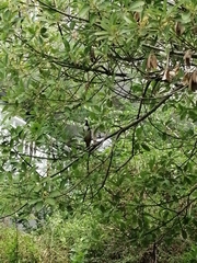 Pycnonotus jocosus
