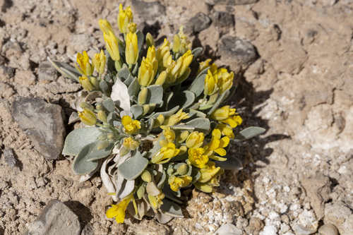 Physaria newberryi ssp. yesicola