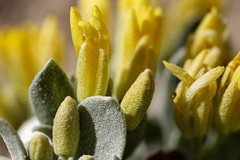Physaria newberryi yesicola