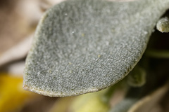 Physaria newberryi yesicola