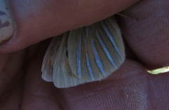 Argyrophenga janitae