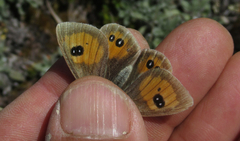 Argyrophenga janitae