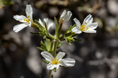 Frankenia jamesii