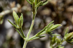 Frankenia jamesii