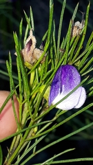 Psoralea azuroides