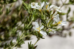 Frankenia jamesii