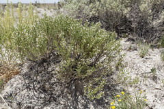 Frankenia jamesii