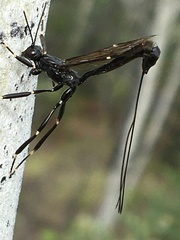 Xorides stigmapterus