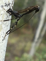 Xorides stigmapterus