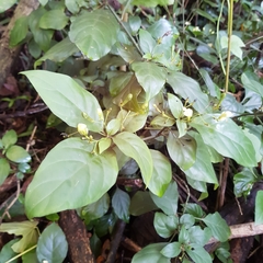 Justicia campylostemon