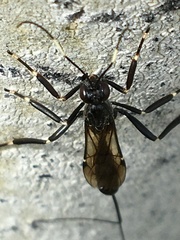 Xorides stigmapterus