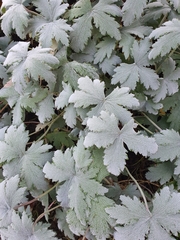 Geranium pulchrum