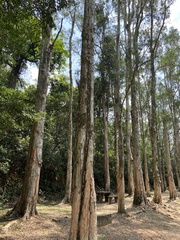 Melaleuca cajuputi cumingiana