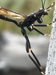 Xorides stigmapterus