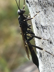 Xorides stigmapterus