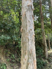 Melaleuca cajuputi cumingiana