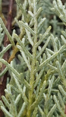 Cupressus stephensonii