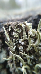 Cladonia