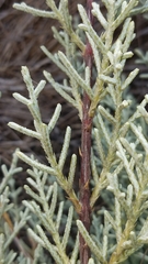 Cupressus stephensonii
