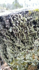 Cladonia