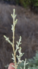 Cupressus stephensonii