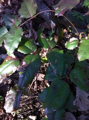 Berberis aquifolium