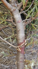 Cupressus stephensonii
