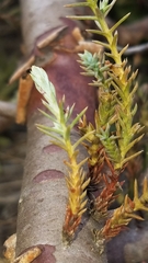 Cupressus stephensonii