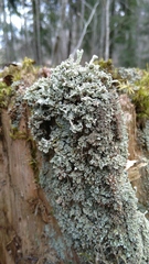 Cladonia