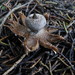 Geastrum tenuipes - Photo (c) Kathy Warburton, some rights reserved (CC BY), uploaded by Kathy Warburton