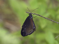 Euploea doubledayi evalida