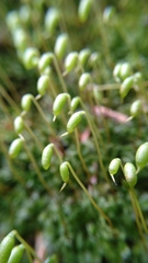 Bryophyta