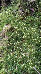 Bryophyta