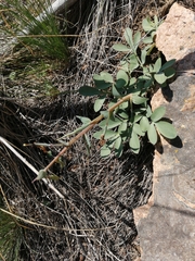Corydalis schanginii