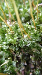 Bryophyta