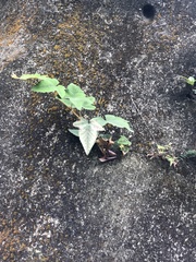Rubus reflexus