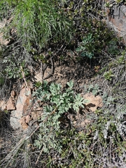 Corydalis schanginii
