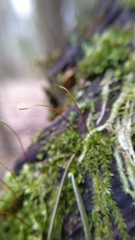 Bryophyta