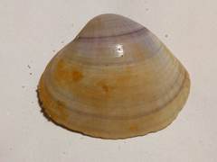 Mactra stultorum